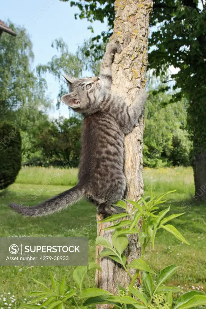 domestic cat - kitten (63 days) on tree