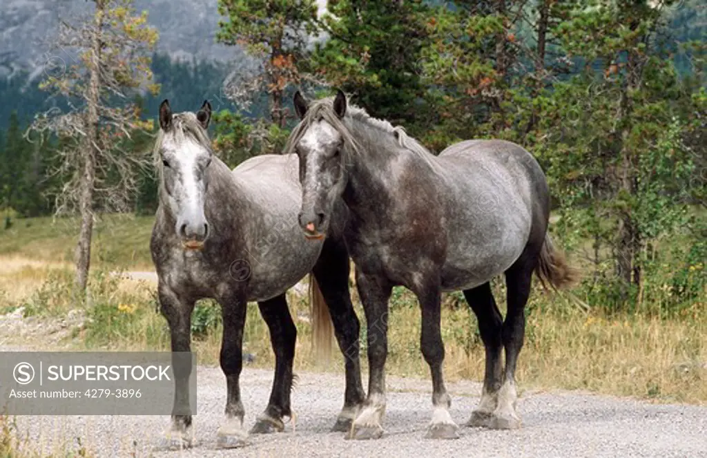 4 Draft-Horses