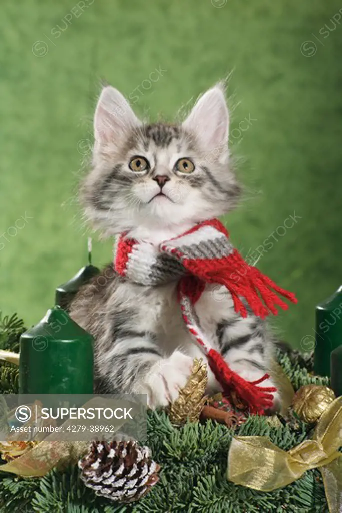 Maine Coon cat - kitten with scarf