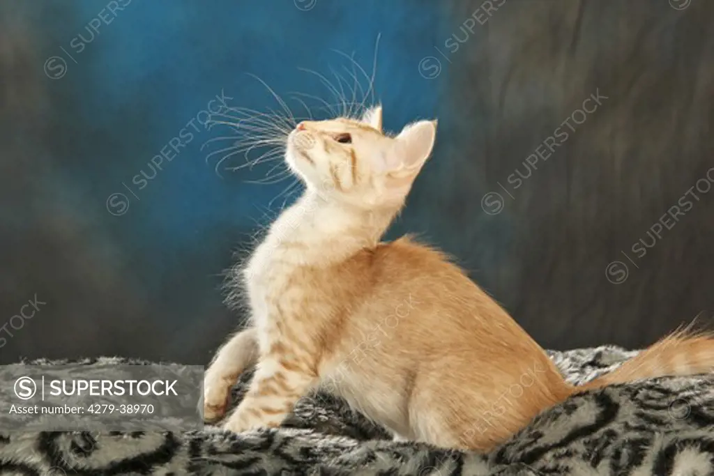 Oriental Longhair cat - kitten - sitting