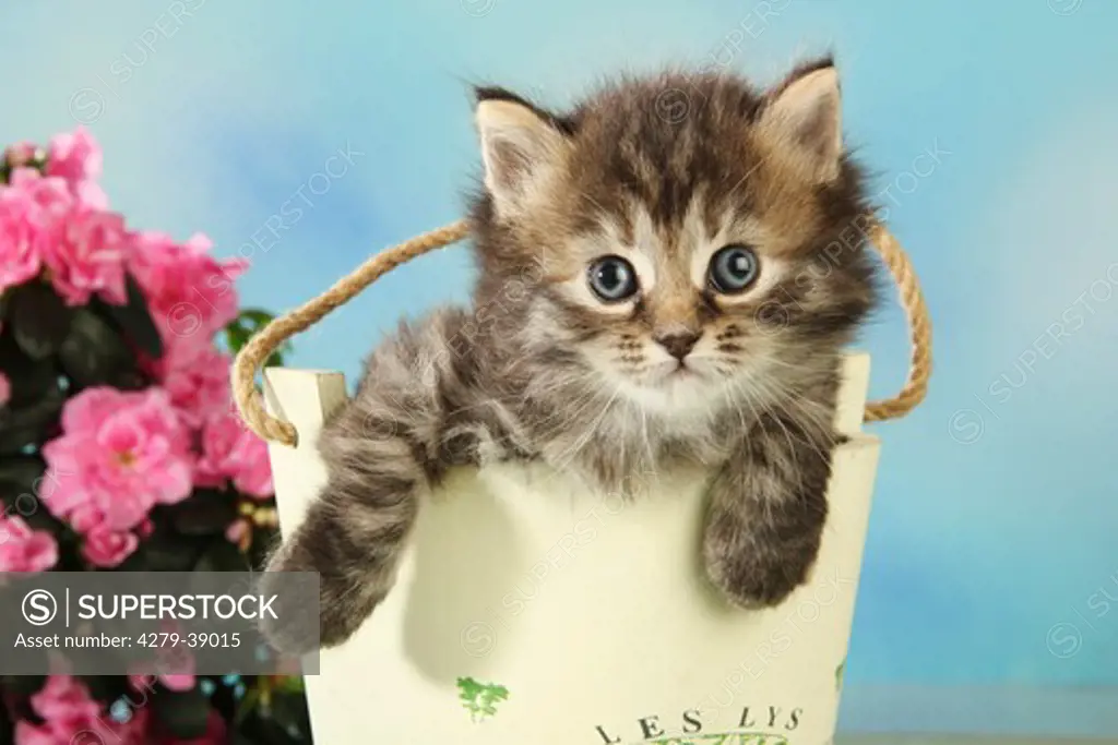 domestic cat - kitten in bucket