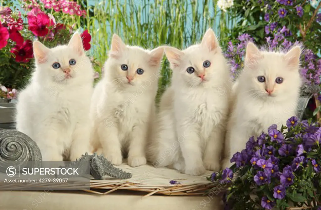 Sacred cat of Burma - four kittens - sitting