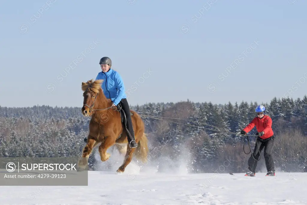 Skijoring with Icelandic horse