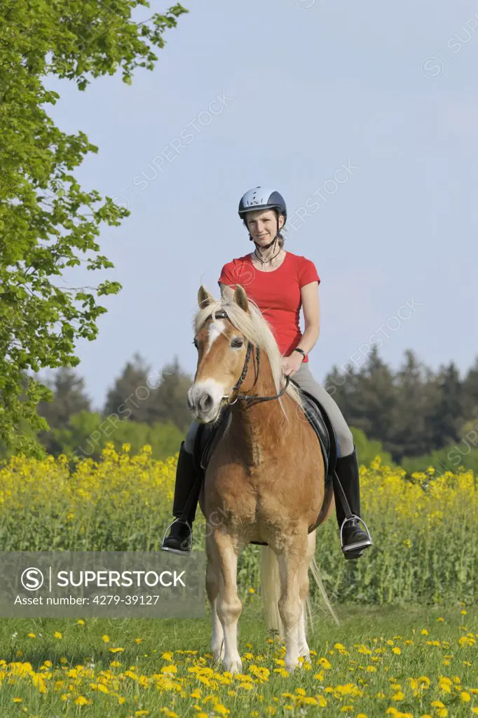 young woman riding on Haflinger horse