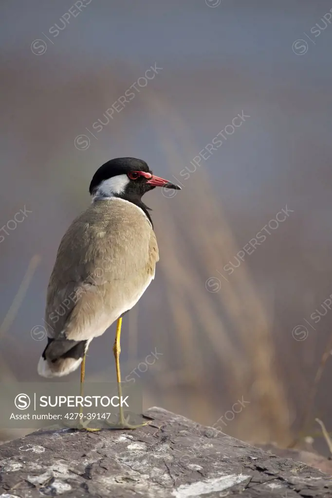 Red-wattled Lapwing - standing, Vanellus indicus