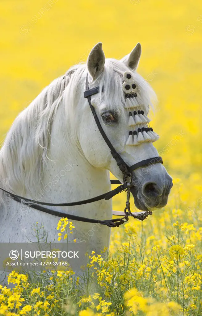 Pure Spanish-bred horse - portrait