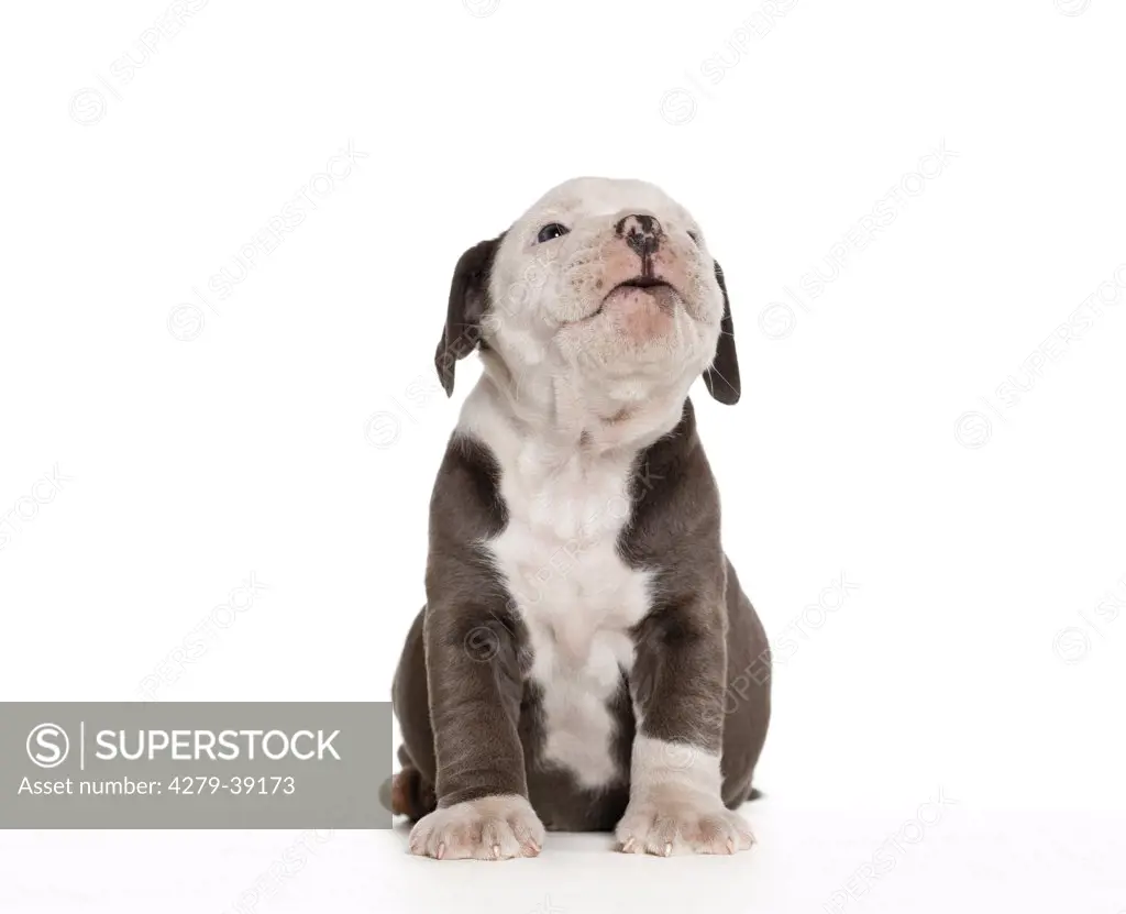 English Bulldog - puppy - sitting