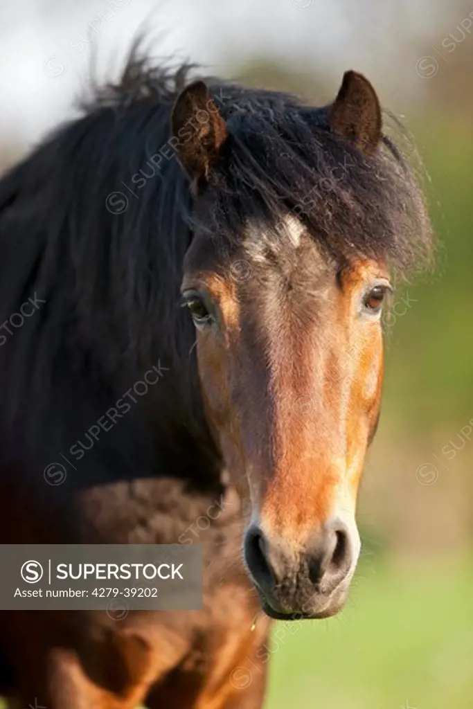 Dartmoor Pony horse - portrait