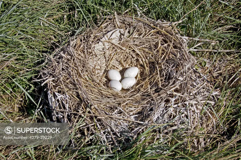 Eurasian Spoonbill - nest with eggs, Platalea leucorodia
