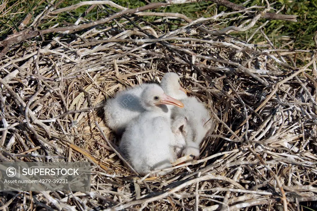 young Eurasian Spoonbills in nest, Platalea leucorodia