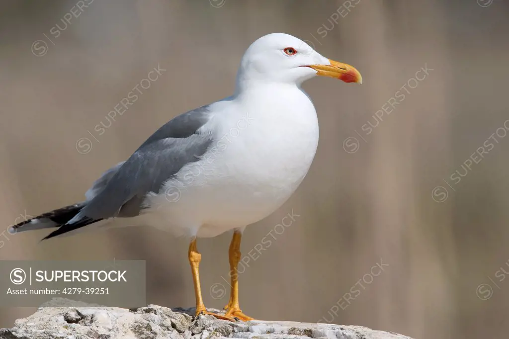 Yellow-legged Gull - standing, Larus michahellis