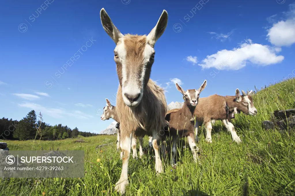 young Goats on meadow