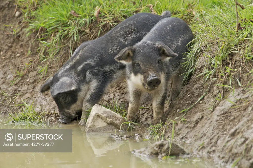 Mangalica pig - piglets at the shore