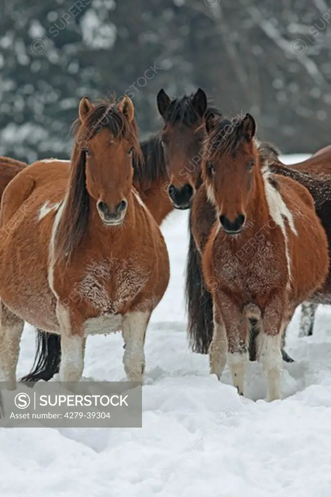 Hucul horses - standing in snow