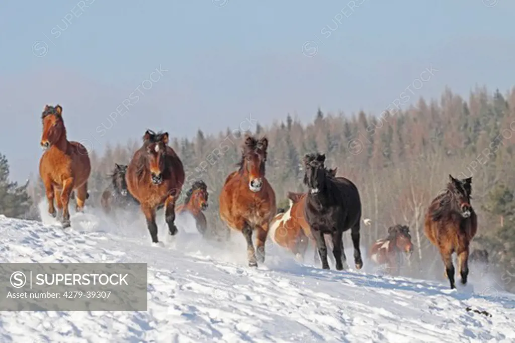 Hucul horses - herd in snow
