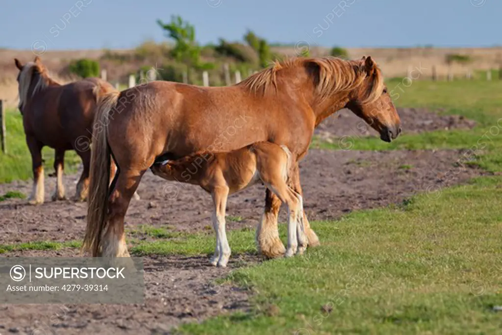 Schleswiger Heavy Draft horse - mare suckling foal