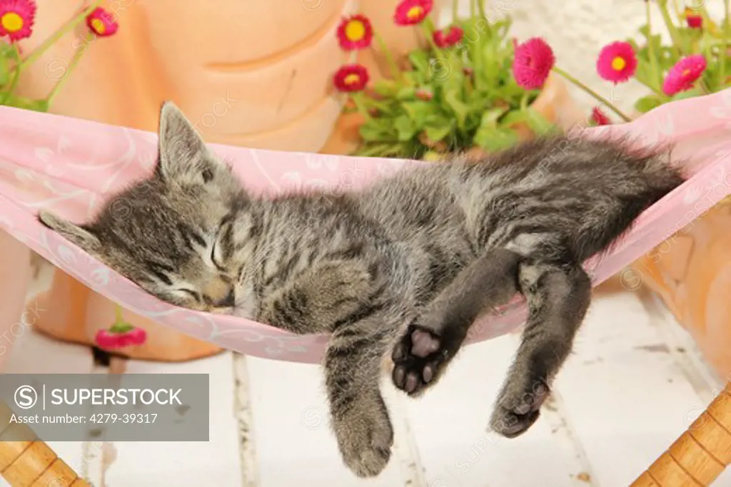 domestic cat - kitten in hammock