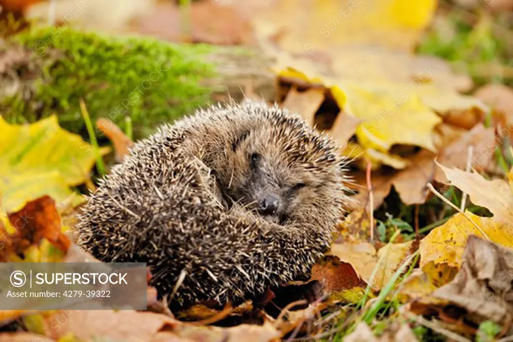 European Hedgehog in foliage
