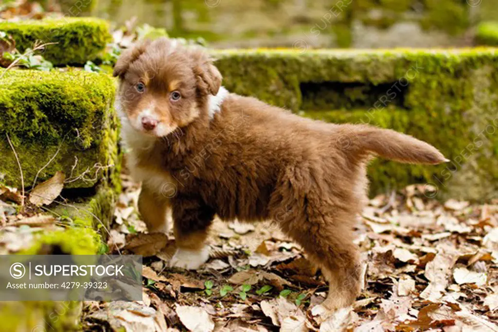 Australian Shepherd dog - puppy - standing