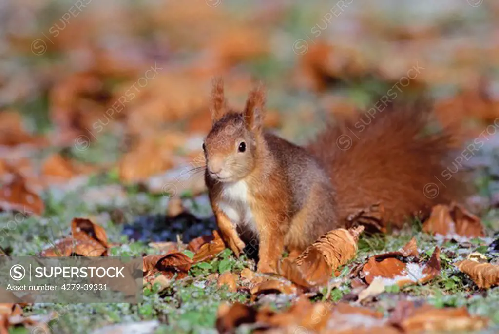 Eurasian red squirrel in foliage, Sciurus vulgaris
