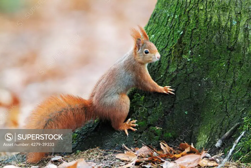 Eurasian red squirrel at trunk, Sciurus vulgaris