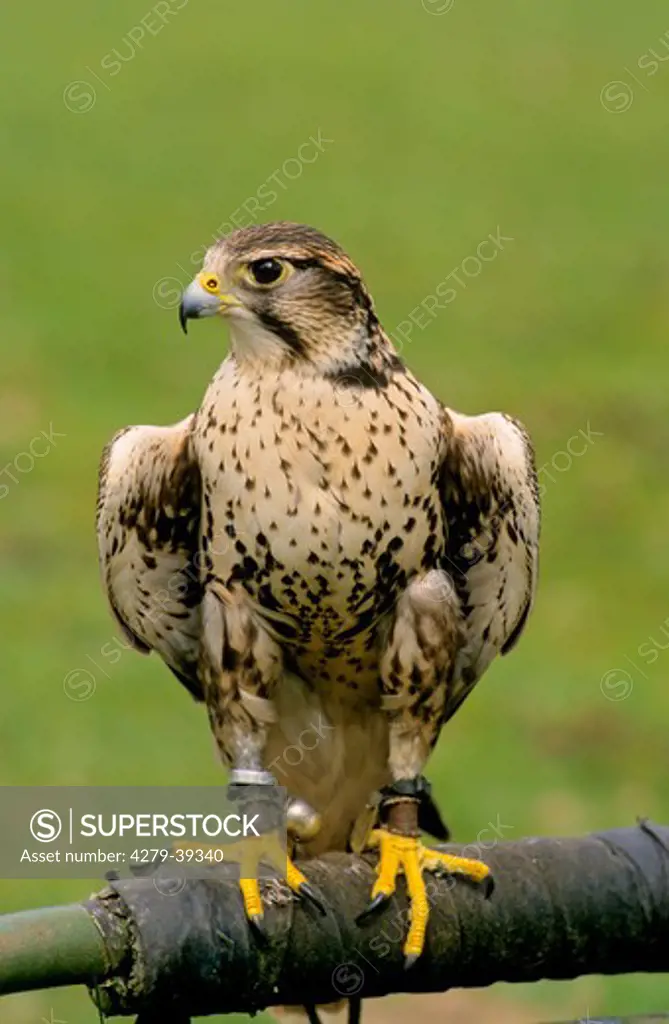 Saker Falcon, Falco cherrug