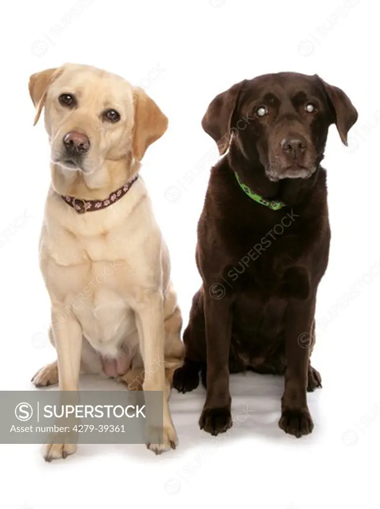 two Labrador Retriever dogs - sitting