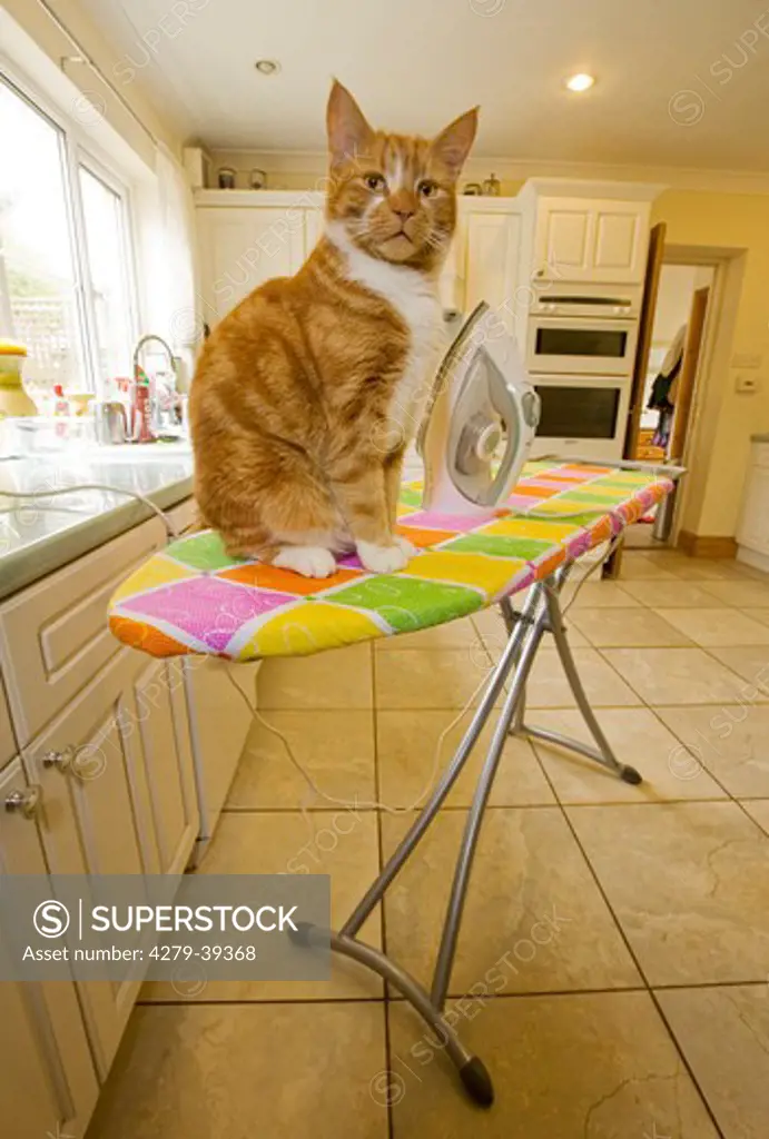 two domestic cats on ironing board
