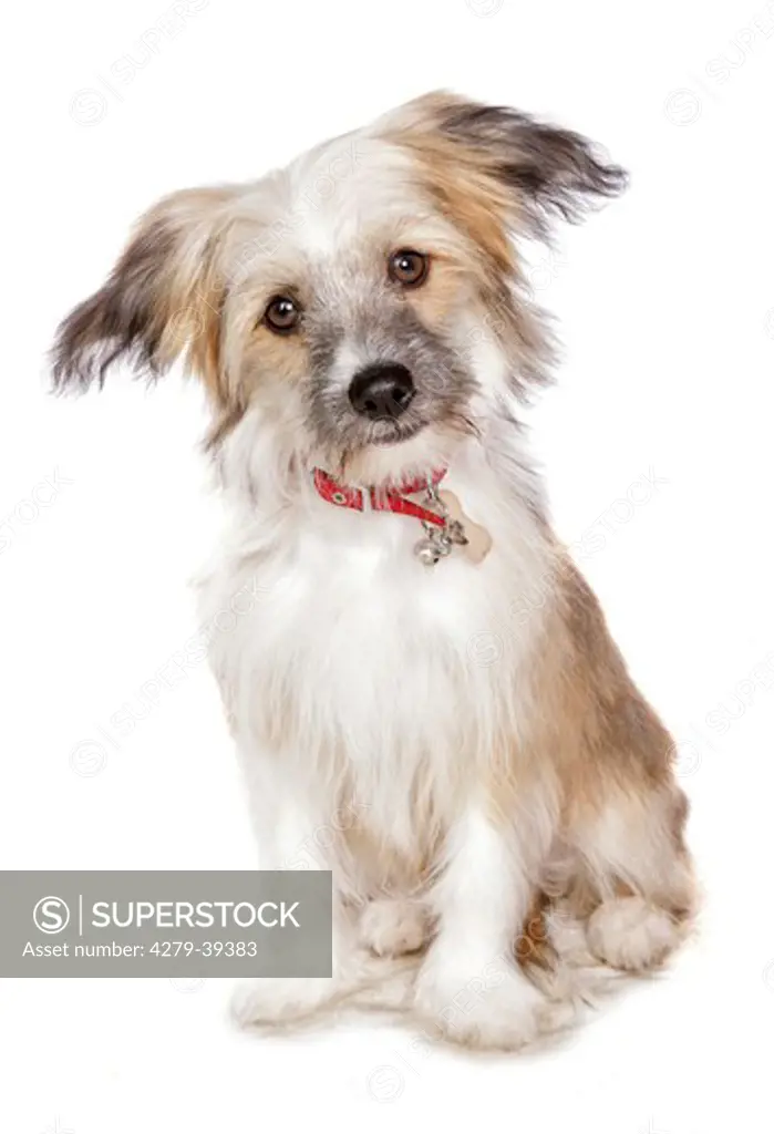 Chinese Crested dog (Powder Puff) - puppy - sitting