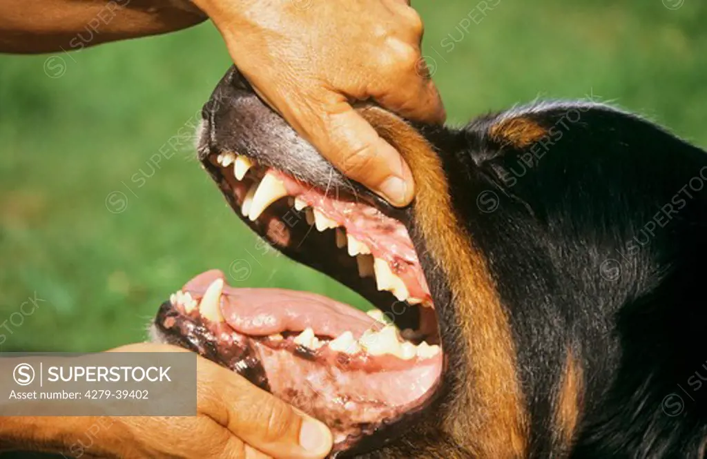 Bernese Mountain dog - checking teeth restriction : Sennenhund-Ratgeber, books about Sennenhund (mountain dog breed)
