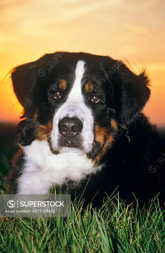 Bernese Mountain dog - portrait - sunset restriction : Sennenhund-Ratgeber, books about Sennenhund (mountain dog breed)