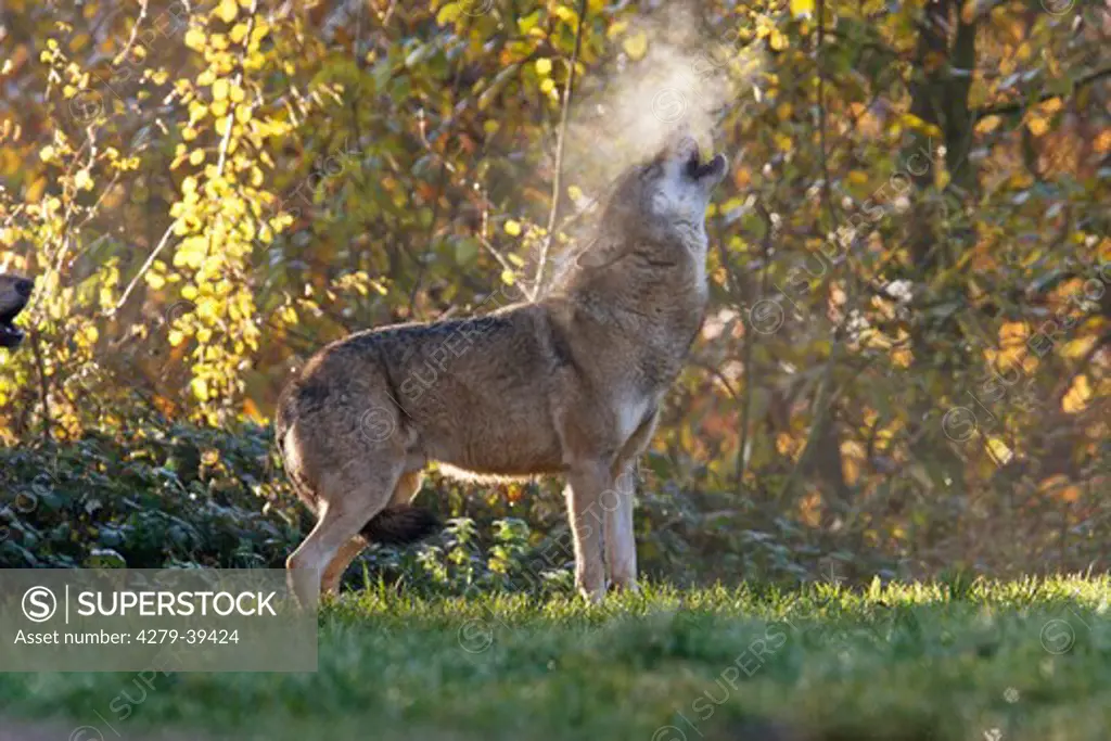 gray wolf - standing on meadow, Canis lupus