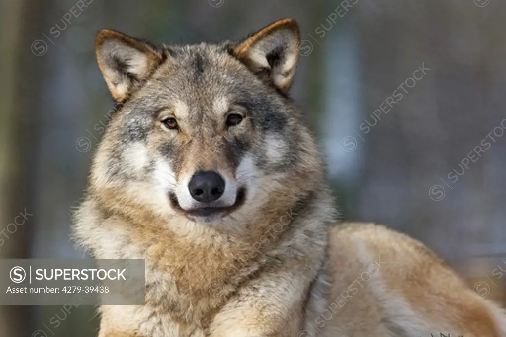 gray wolf - lying, Canis lupus