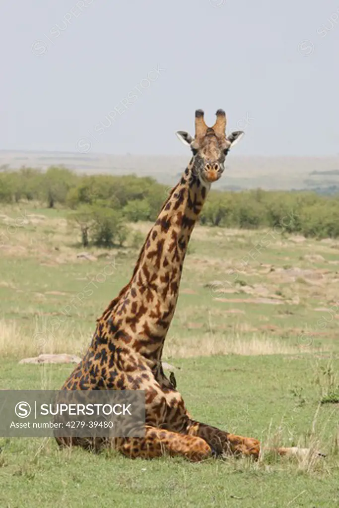 Giraffe on meadow, Giraffa camelopardalis