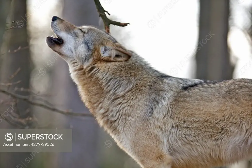 gray wolf - howling, Canis lupus