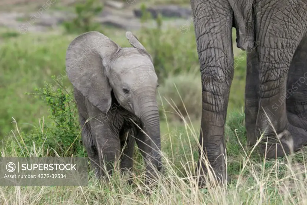 African Elefant - cub, Loxodonta africana