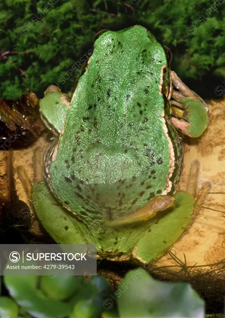 Marsupial frog, Gastrotheca marsupiata