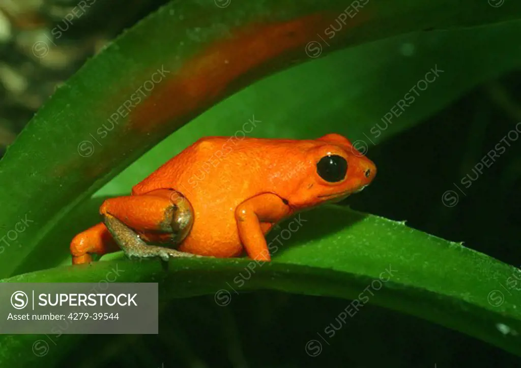 Strawberry Poison-dart Frog, Dendrobates pumilio