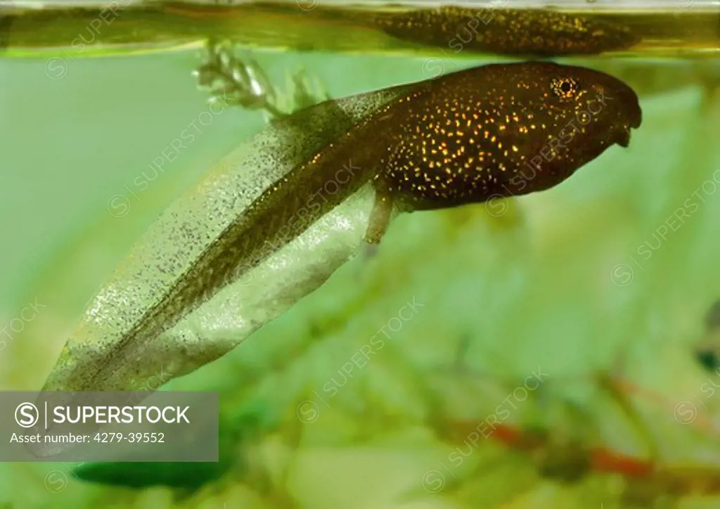Common frog - tadpole, Rana temporaria