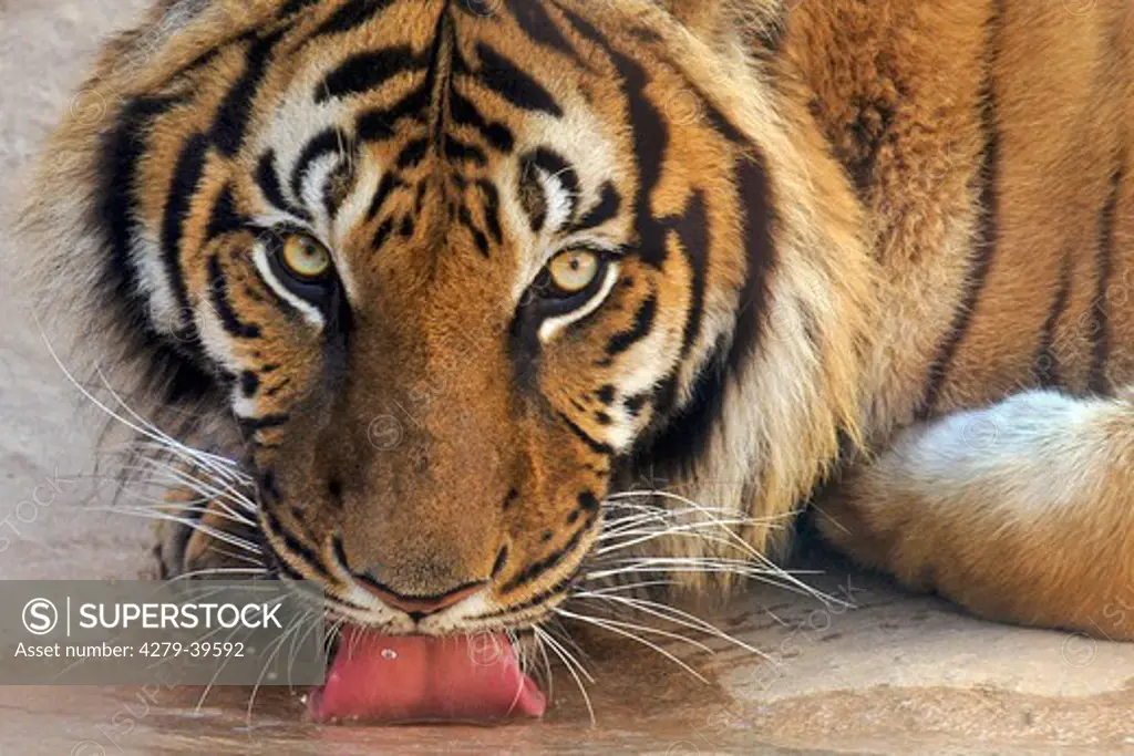 tiger - drinking water, Panthera tigris
