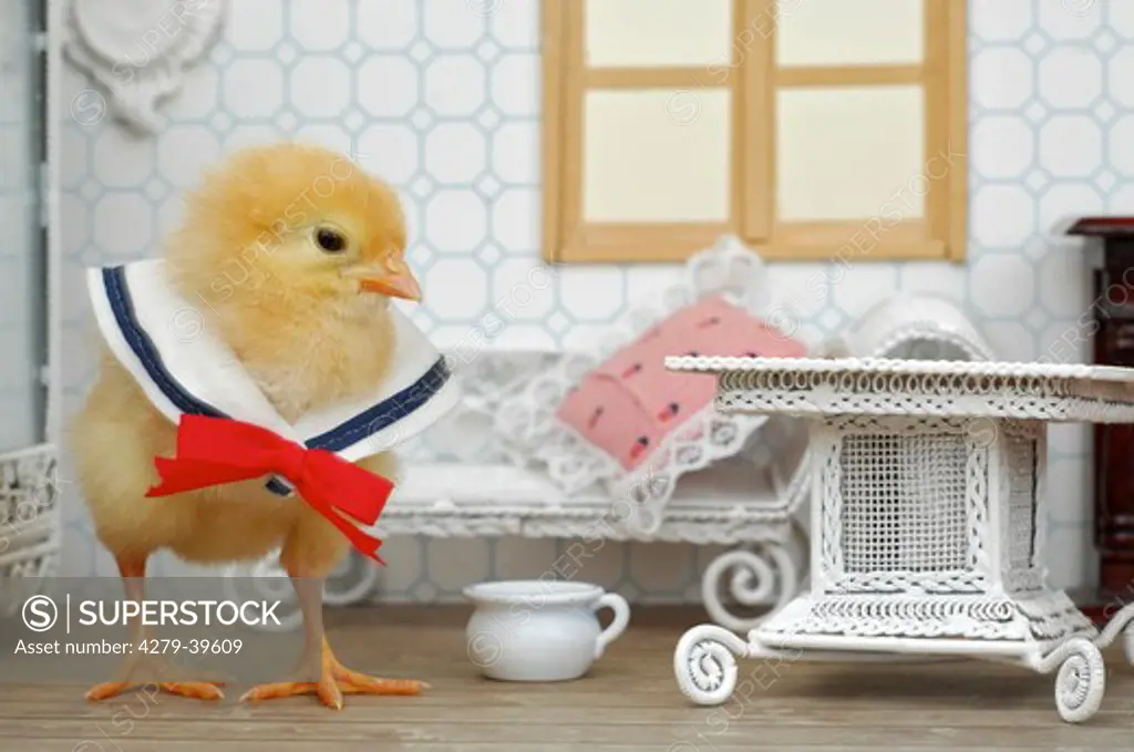 chick in dollhouse