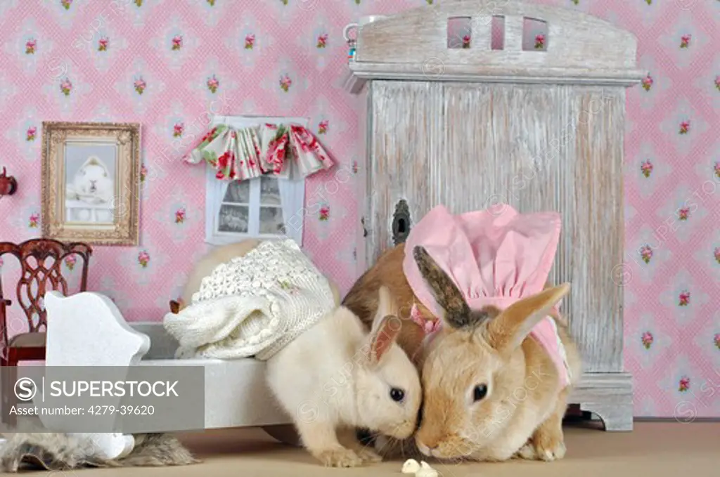 rabbit and cub in dollhouse