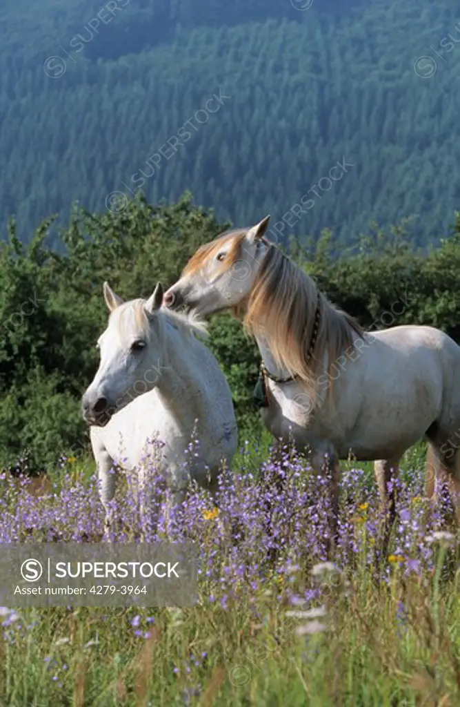 two white horses on meadow