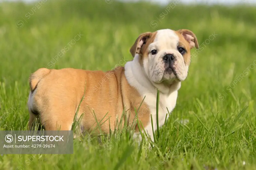 English Bulldog - puppy standing on meadow