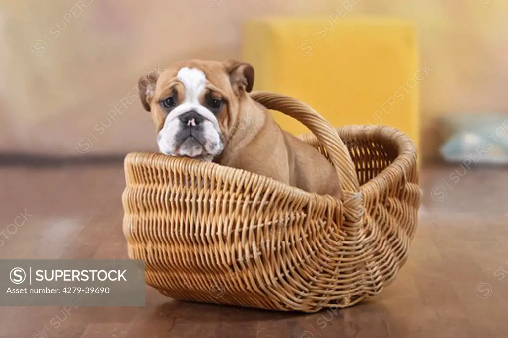 English Bulldog - puppy in basket