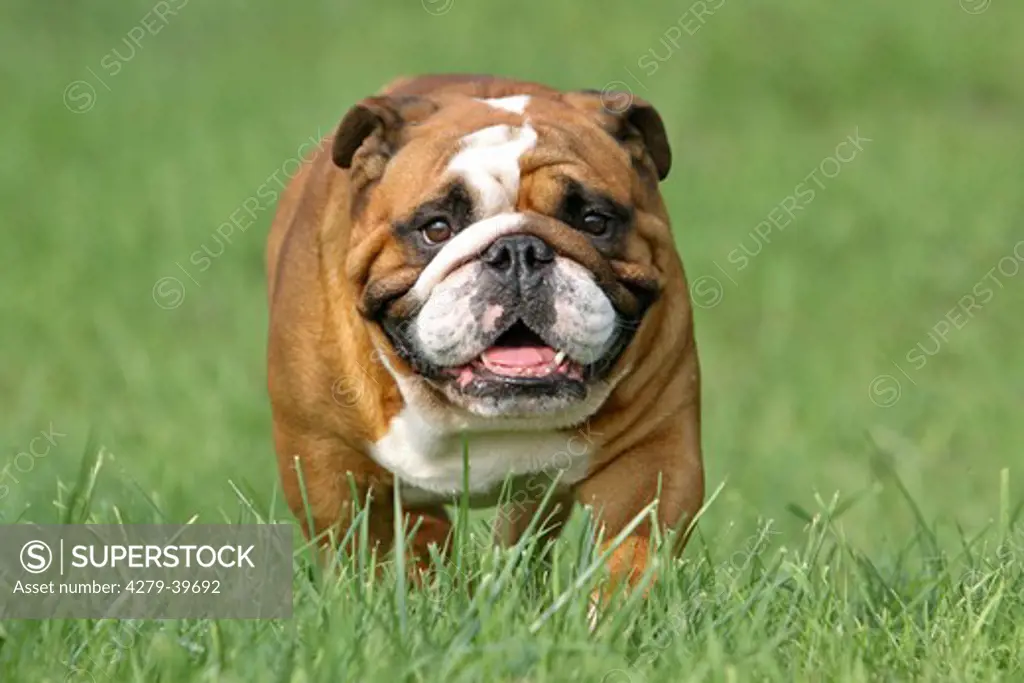 English Bulldog on meadow