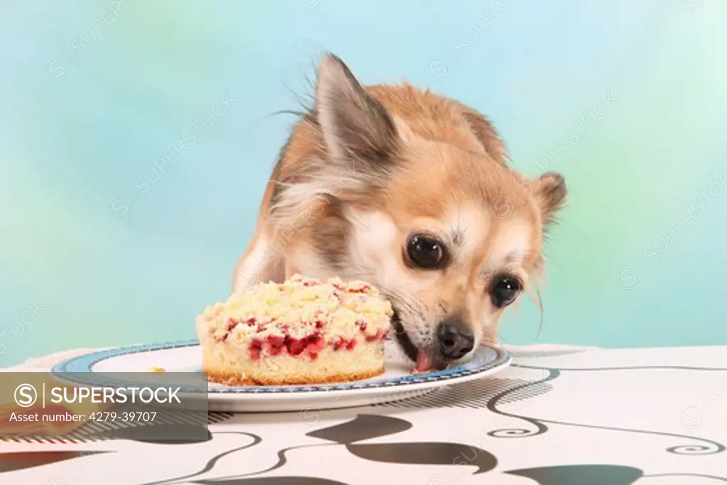 bad habit - Chihuahua dog munching cake from table