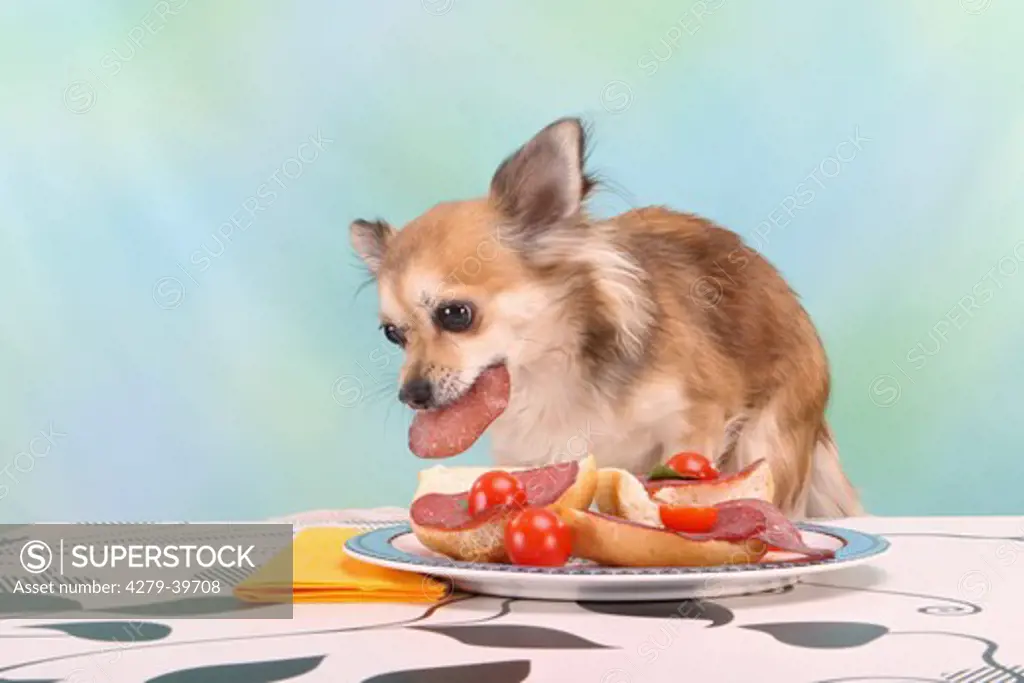 bad habit - Chihuahua dog munching sausage from table