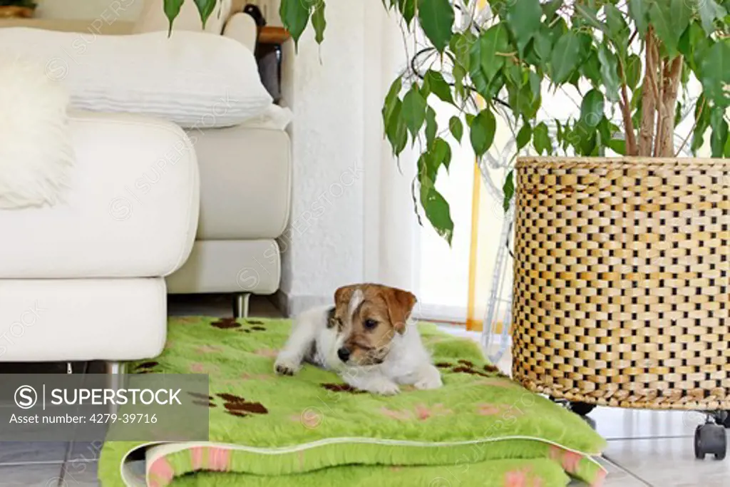 Jack Russell Terrier dog - puppy lying on blanket
