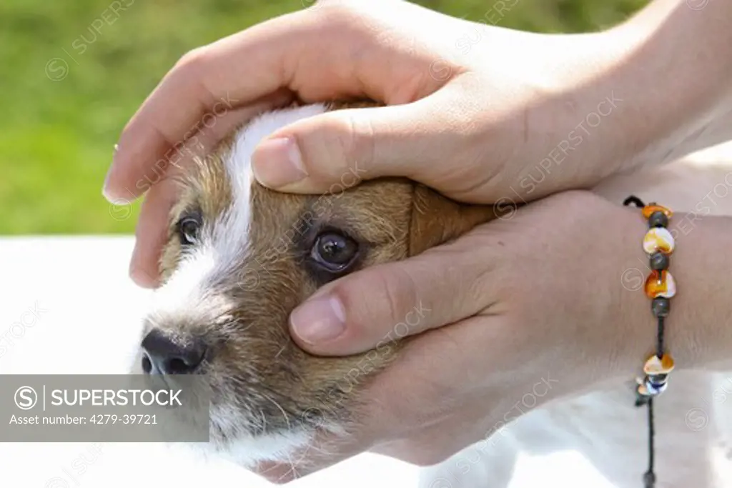 Jack Russell Terrier dog - checking eyes of a puppy